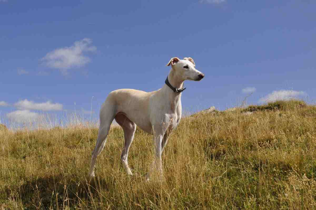 Greyhound