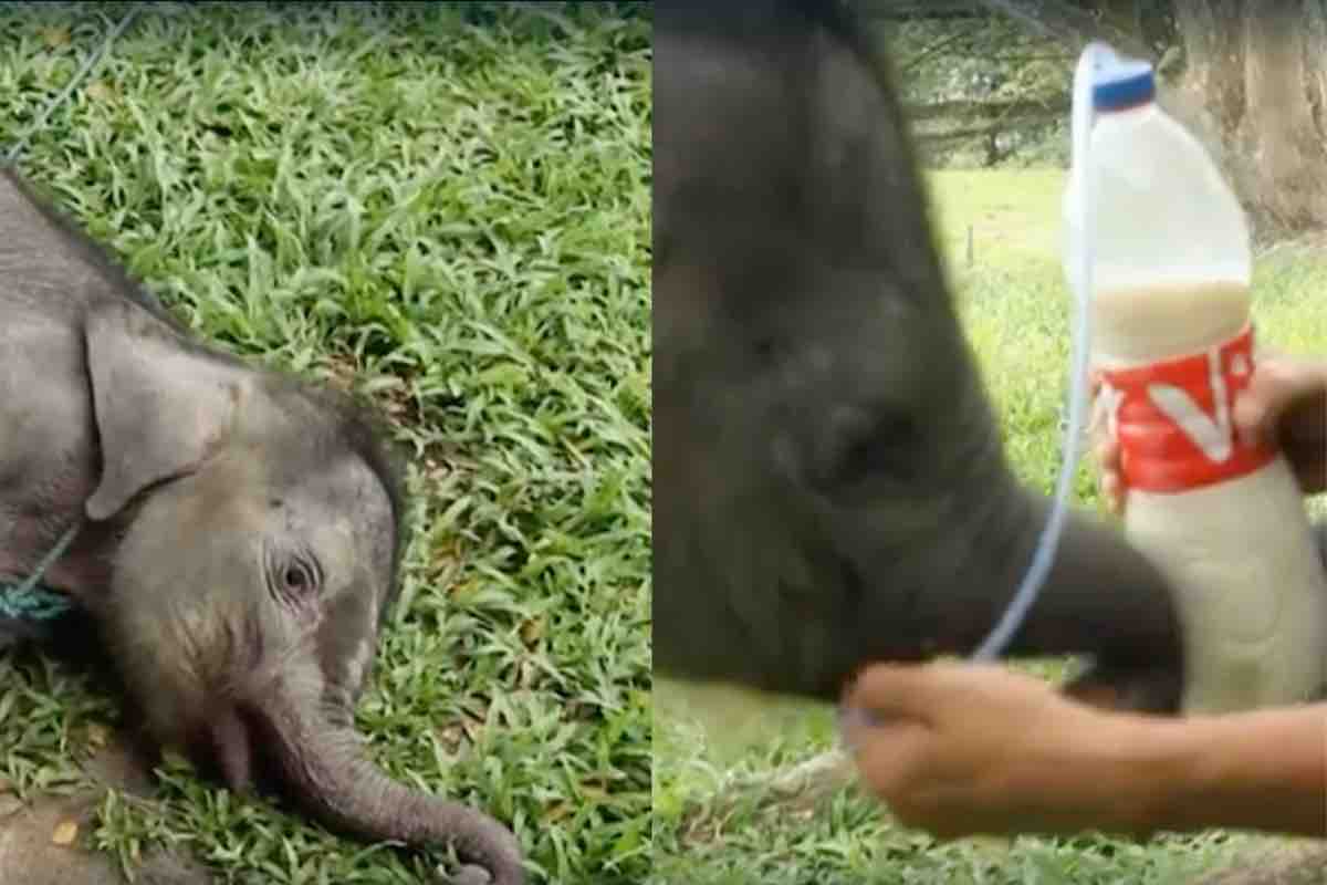 Cucciolo di elefante abbandonato da solo sul terreno