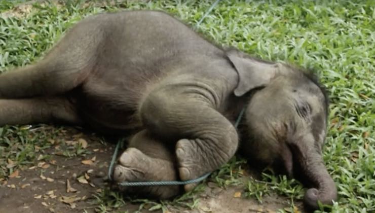 Elefantino sdraiato sulla terra in un prato senza mamma