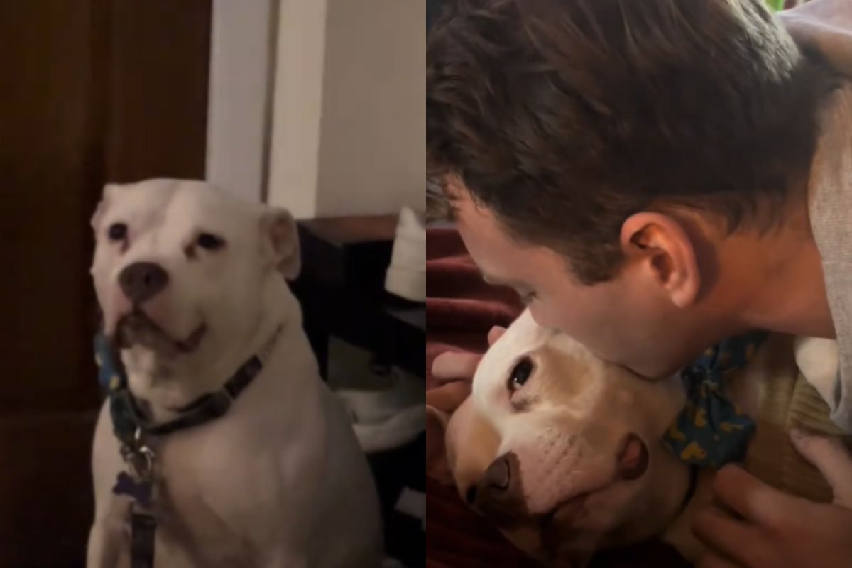 Cane col nuovo padrone