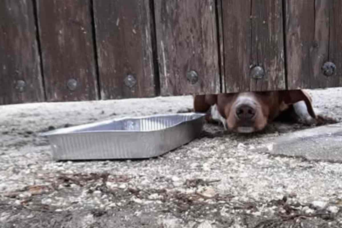 Uno dei cani rimasti senza mamma alla Lav 