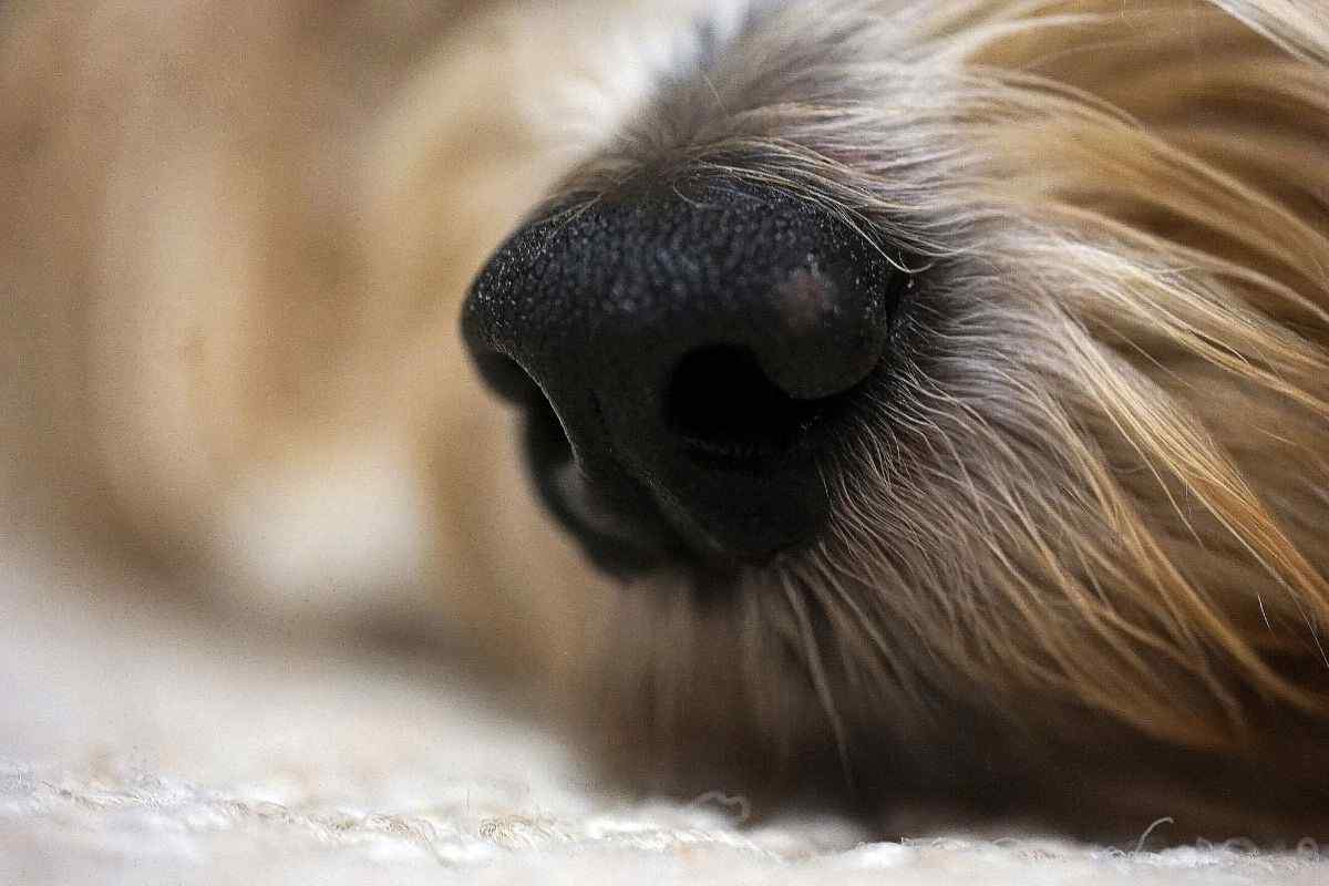 Naso del cane