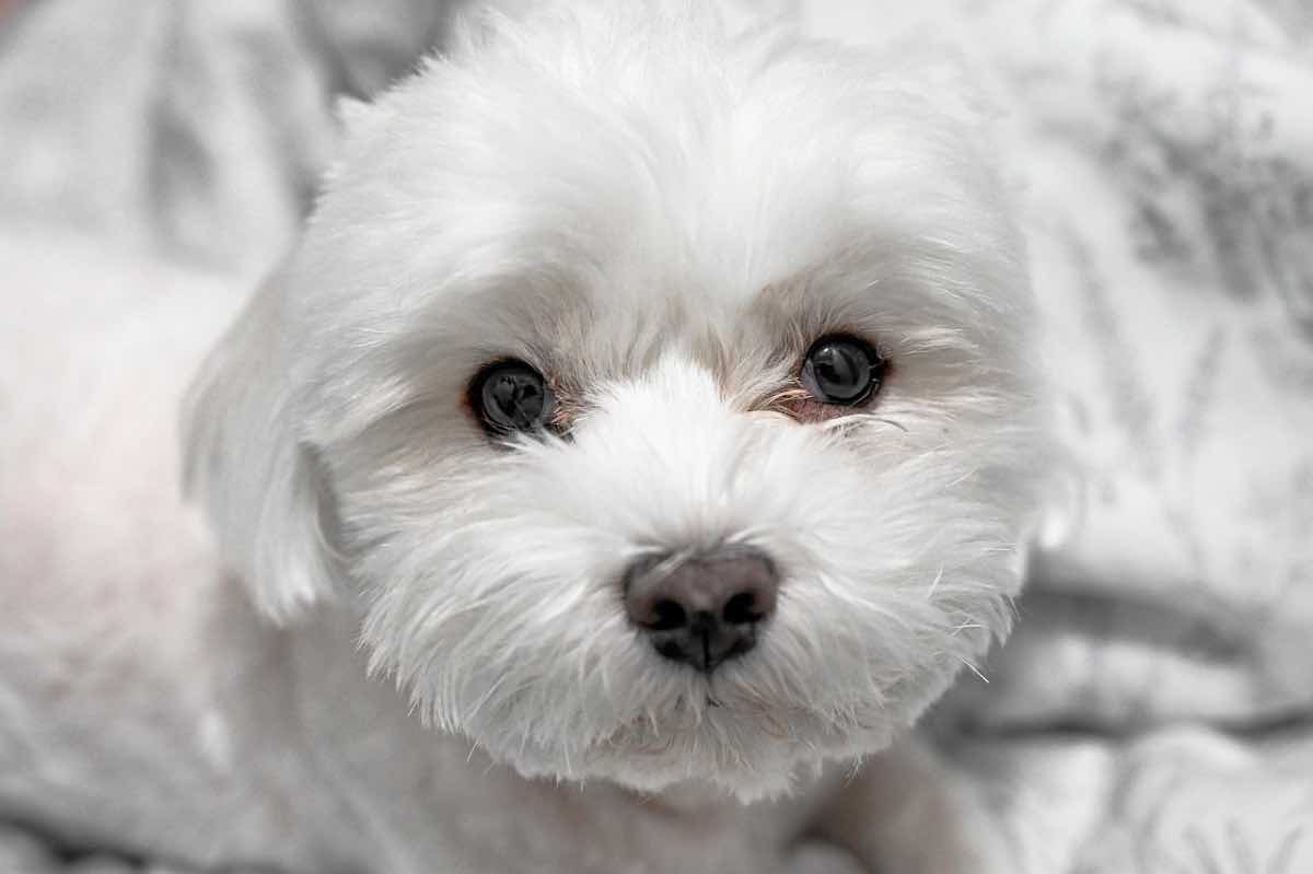 Gli occhi di una cagnolina di razza Maltese