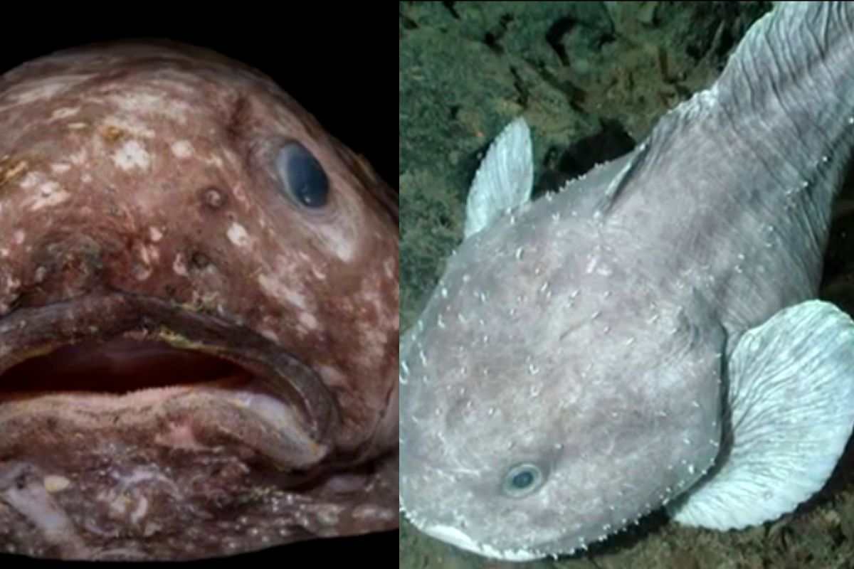 Pesce blob fuori e dentro il suo habitat
