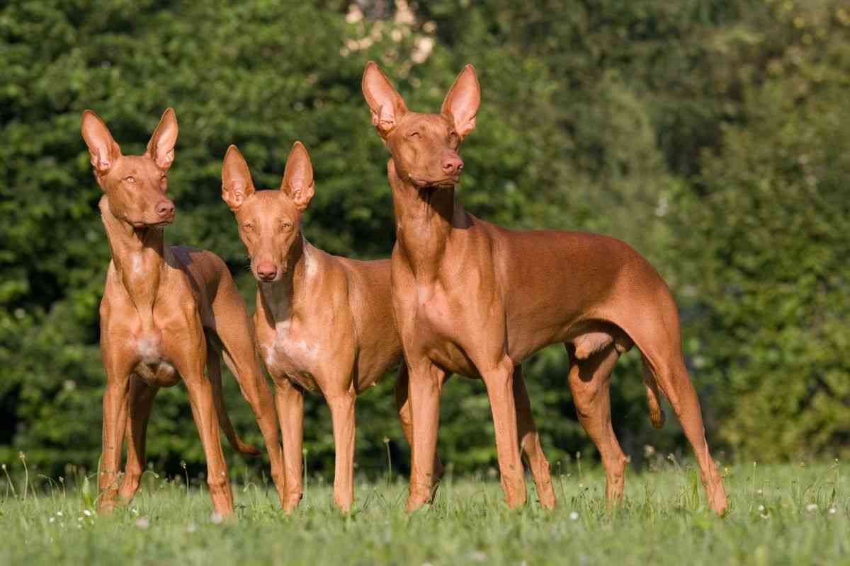 Pharaon Hound