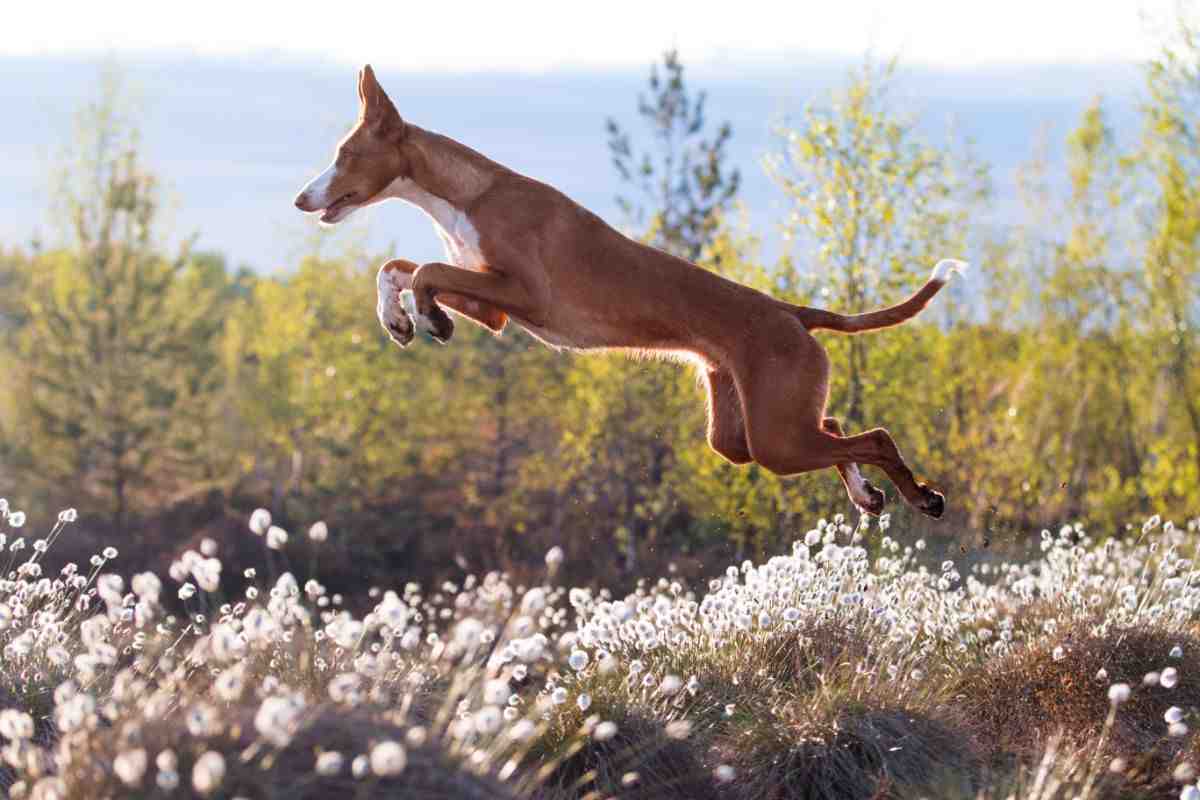 Podenco Ibicenco