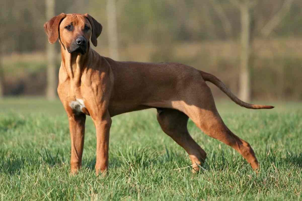 Rhodesian Ridgeback
