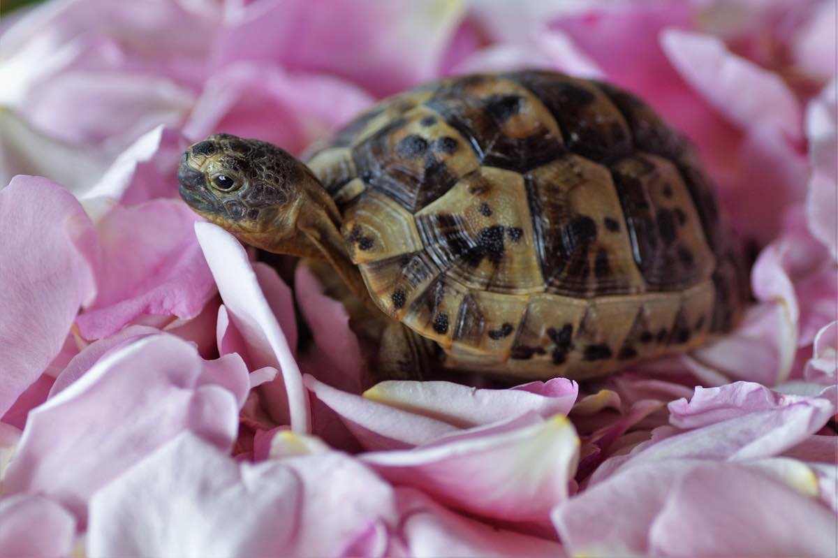 Tartaruga di terra tra i petali di fiori rosa