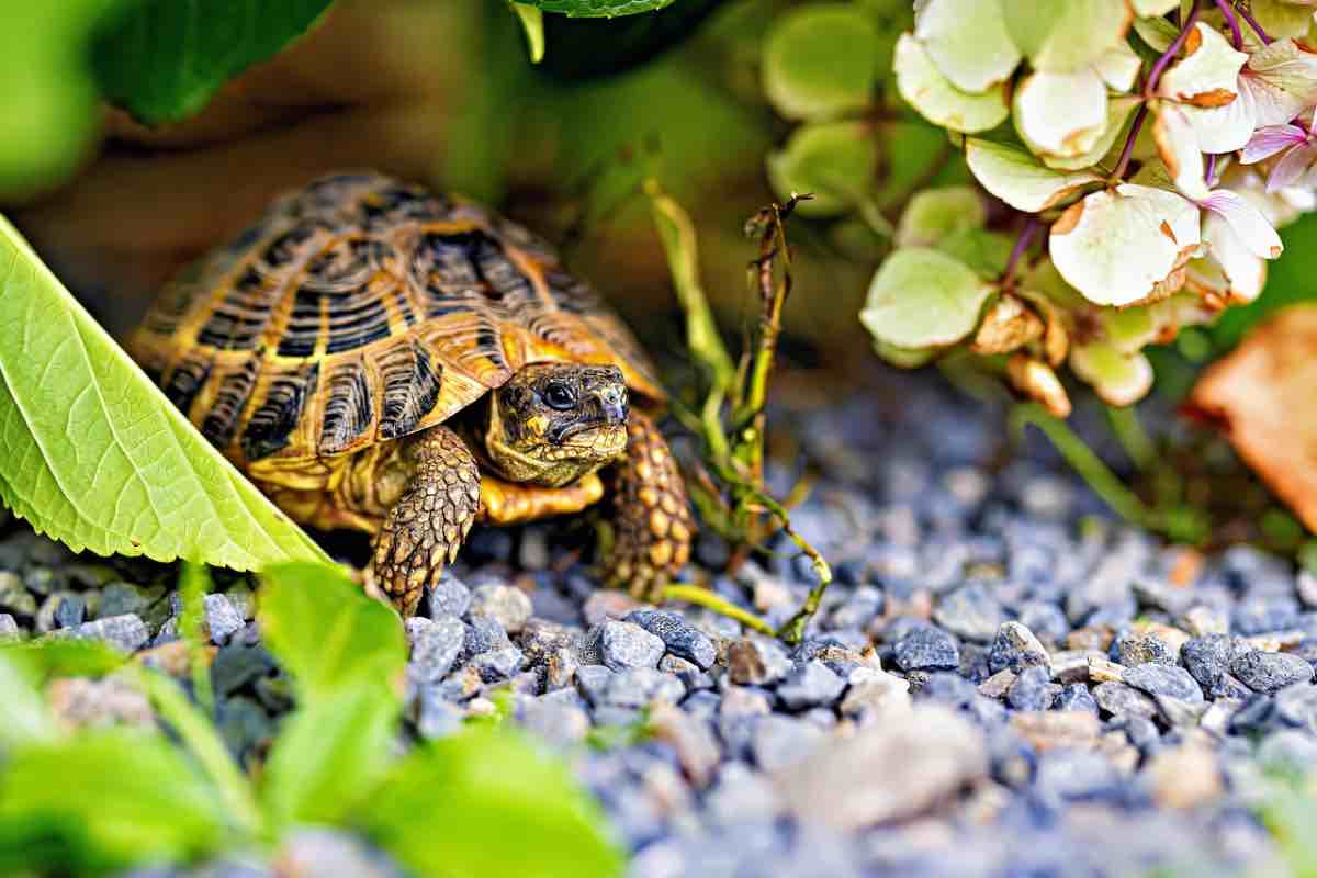 Tartaruga di terra tra le piante e il terriccio di un giardino