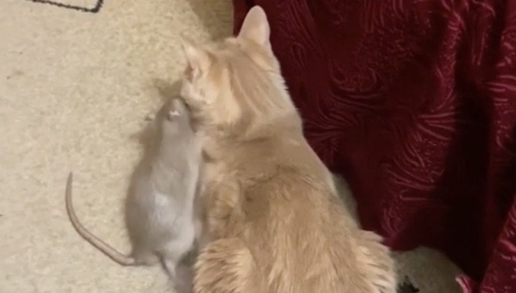 Gatto e topo di spalle mentre si abbracciano 