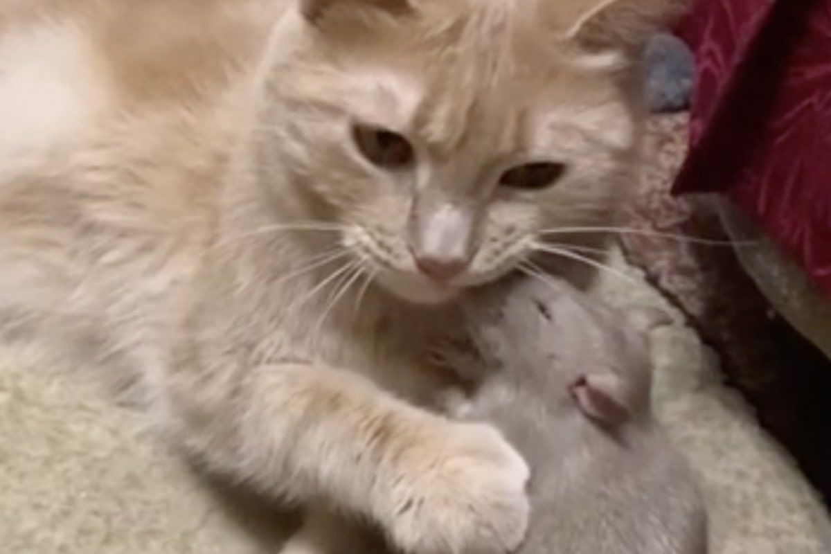 Tenero abbraccio tra un gatto e un topo