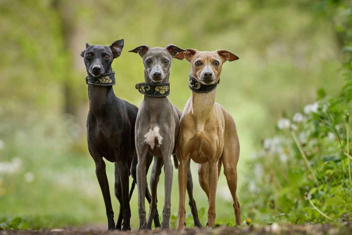 Whippet