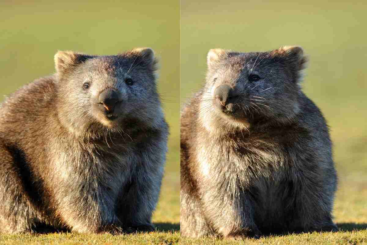 Due wombat