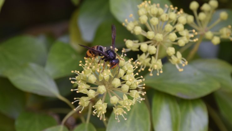 Attenzione alla vespa velutina