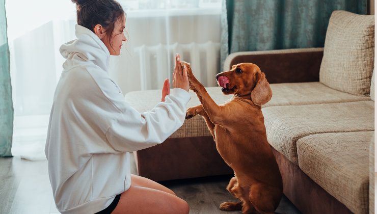 cane batte il cinque alla sua umana
