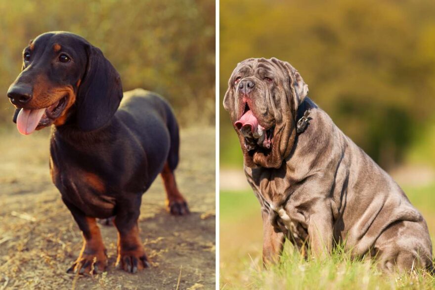 bassotto e mastino