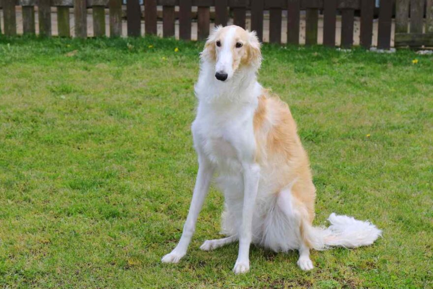 Borzoi