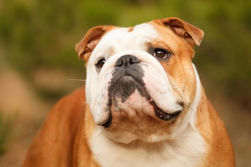 Bulldog