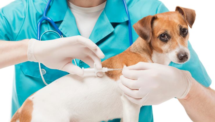 cagnolino dal veterinario