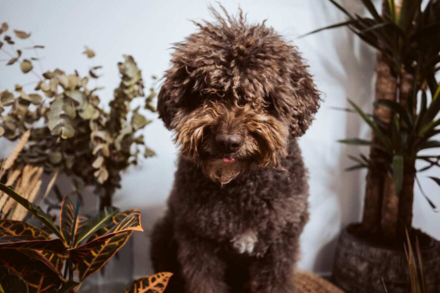 piante pericolose per il cane