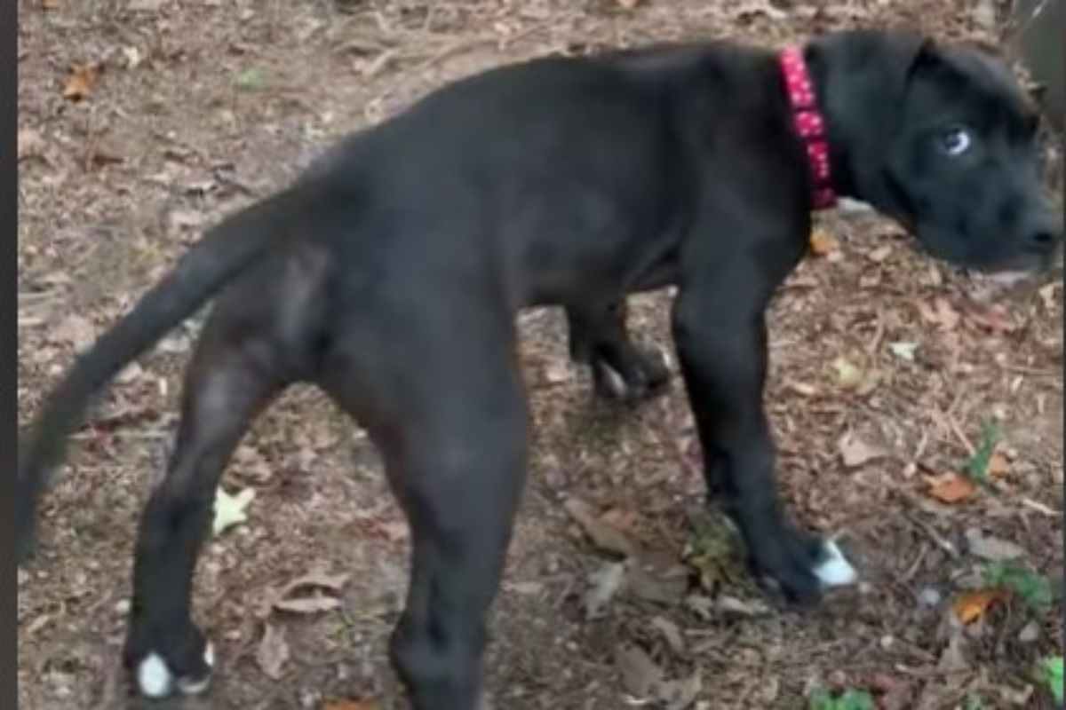 Bevo il cane con disabilità