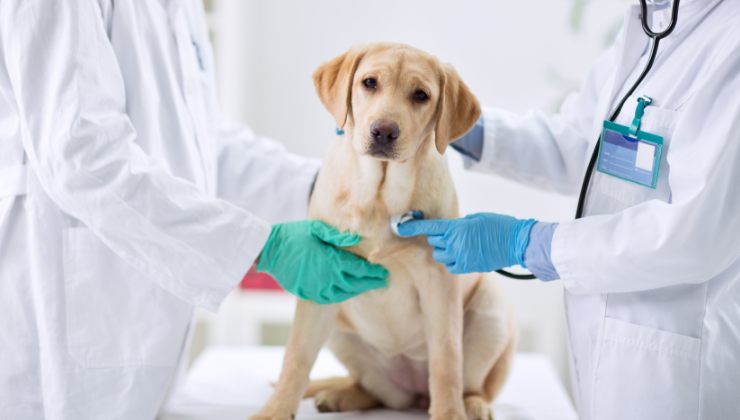 cane dal veterinario