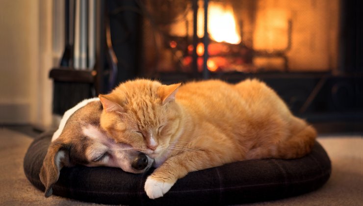 cane e gatto sdraiati davanti al camino acceso 