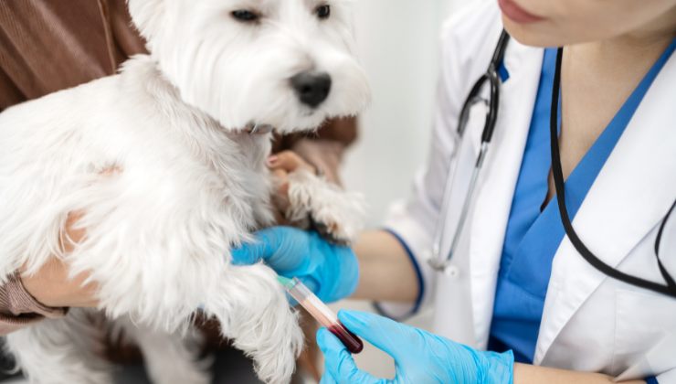 cane e veterinaria