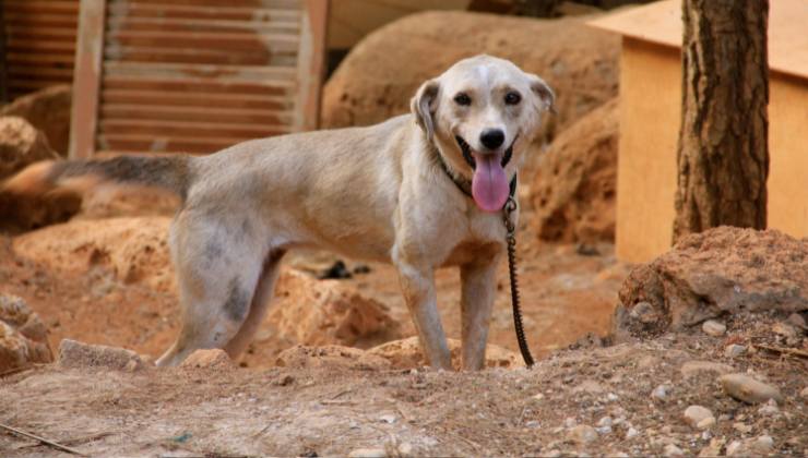 cane maltrattato
