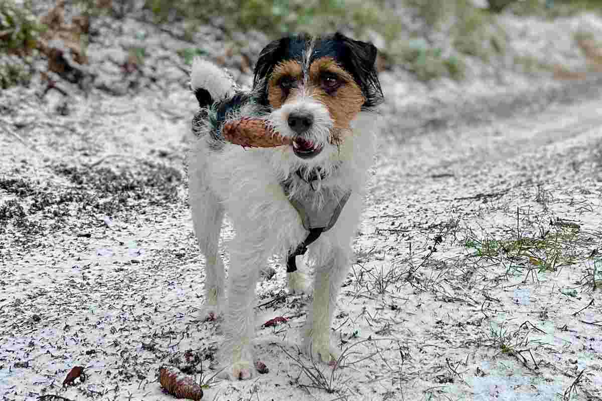 pigna cani pericolo
