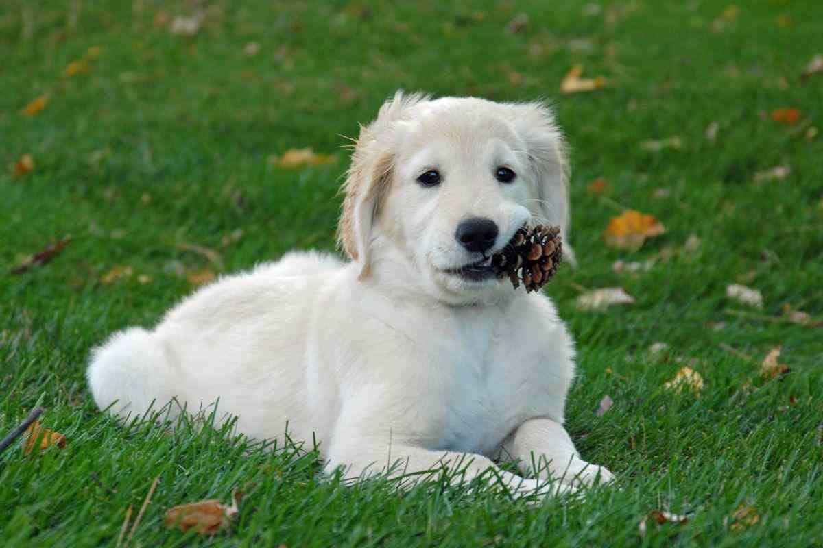 cane mangia pigna