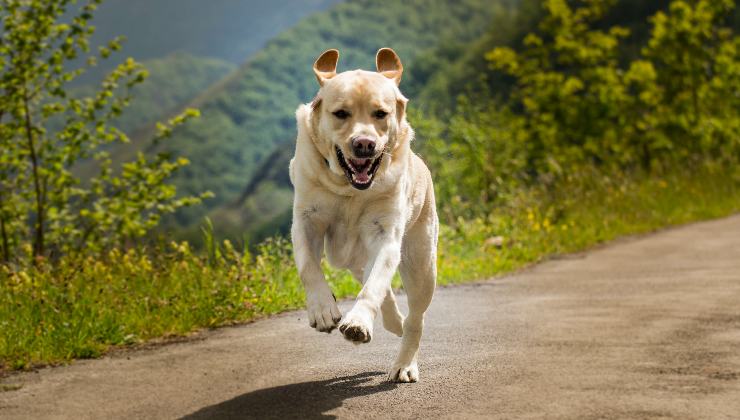 cane corre