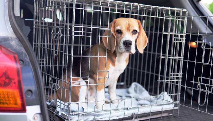 cane sequestrato