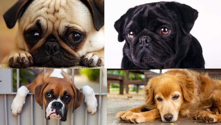cane triste