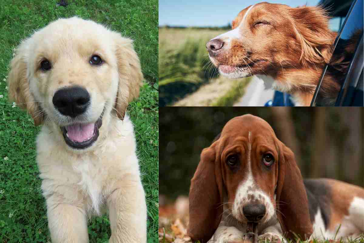 cane triste o è felice