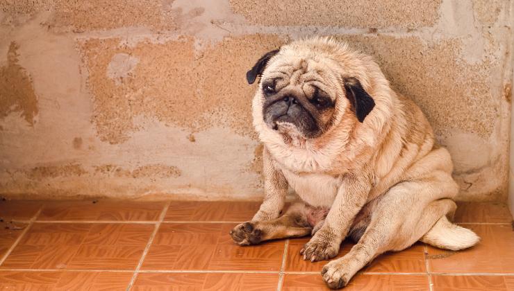 cane triste