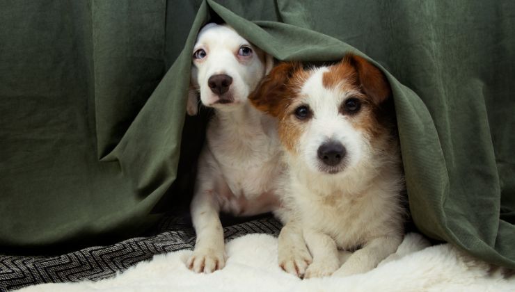 cani spaventati