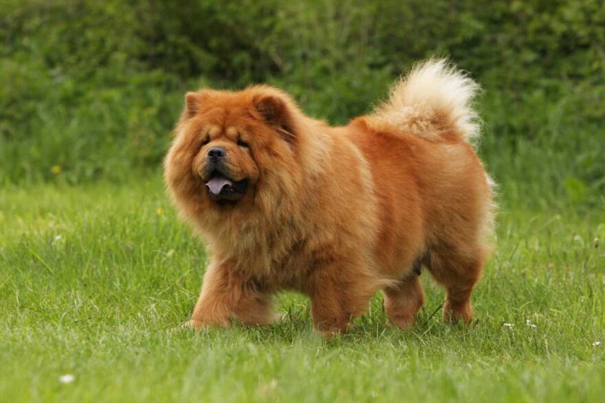Chow chow