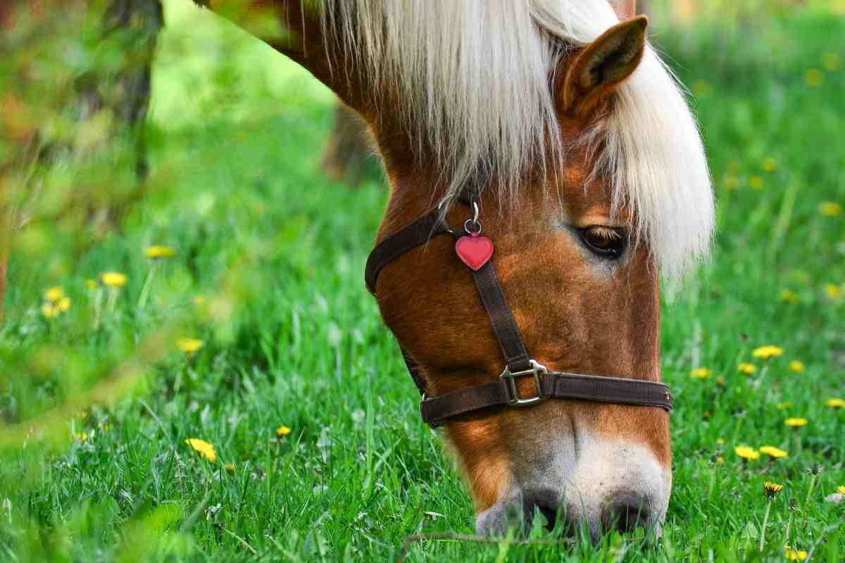 cavallo che mangia erba