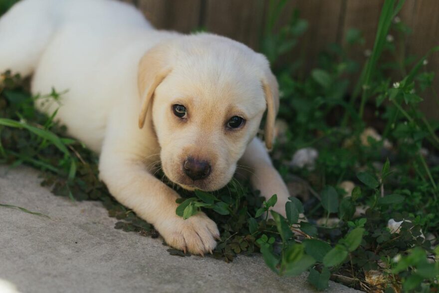 piante pericolose per il cane