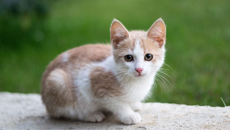 cucciolo smarrito