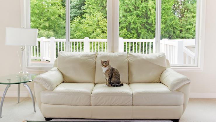 gatto sul divano bianco