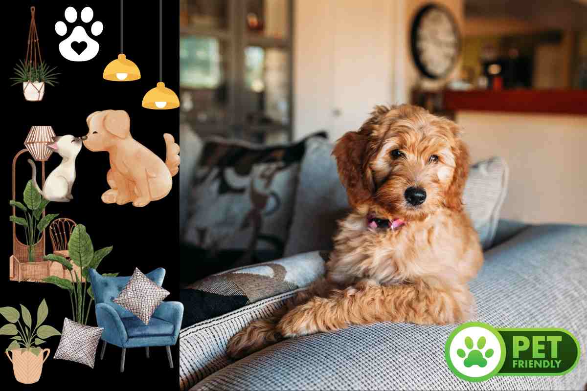 design pet-friendly