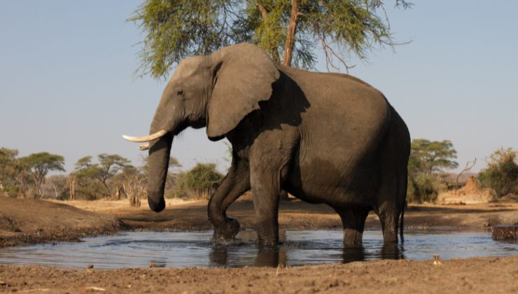 elefante africano