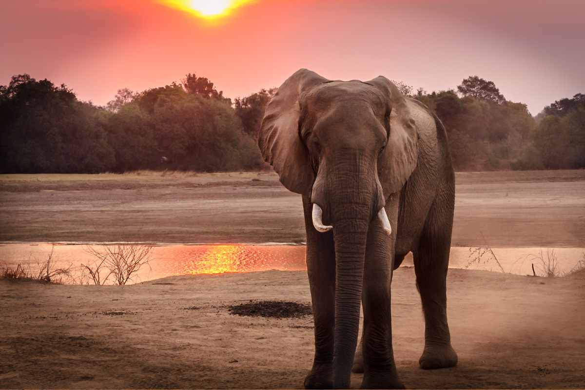 elefante in africa