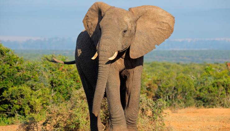 elefante
