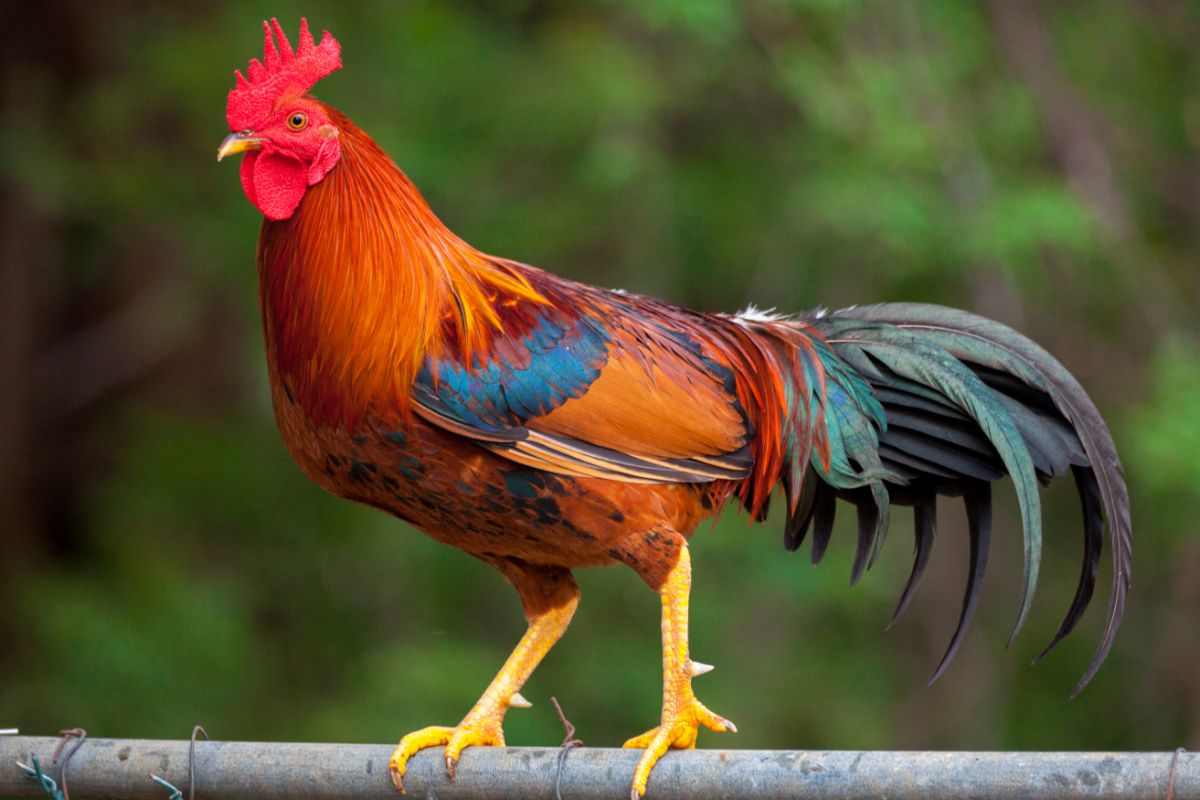 gallo rosso su un ramo