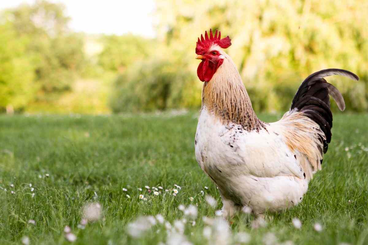 gallo nel prato