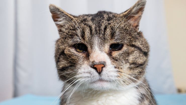 gatto anziano