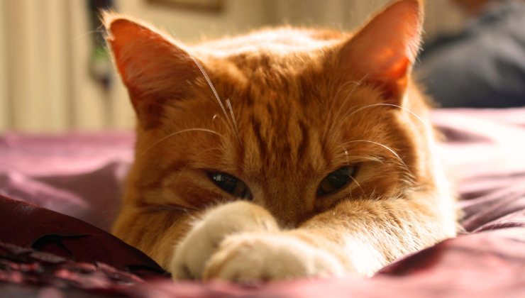 gatto arancione
